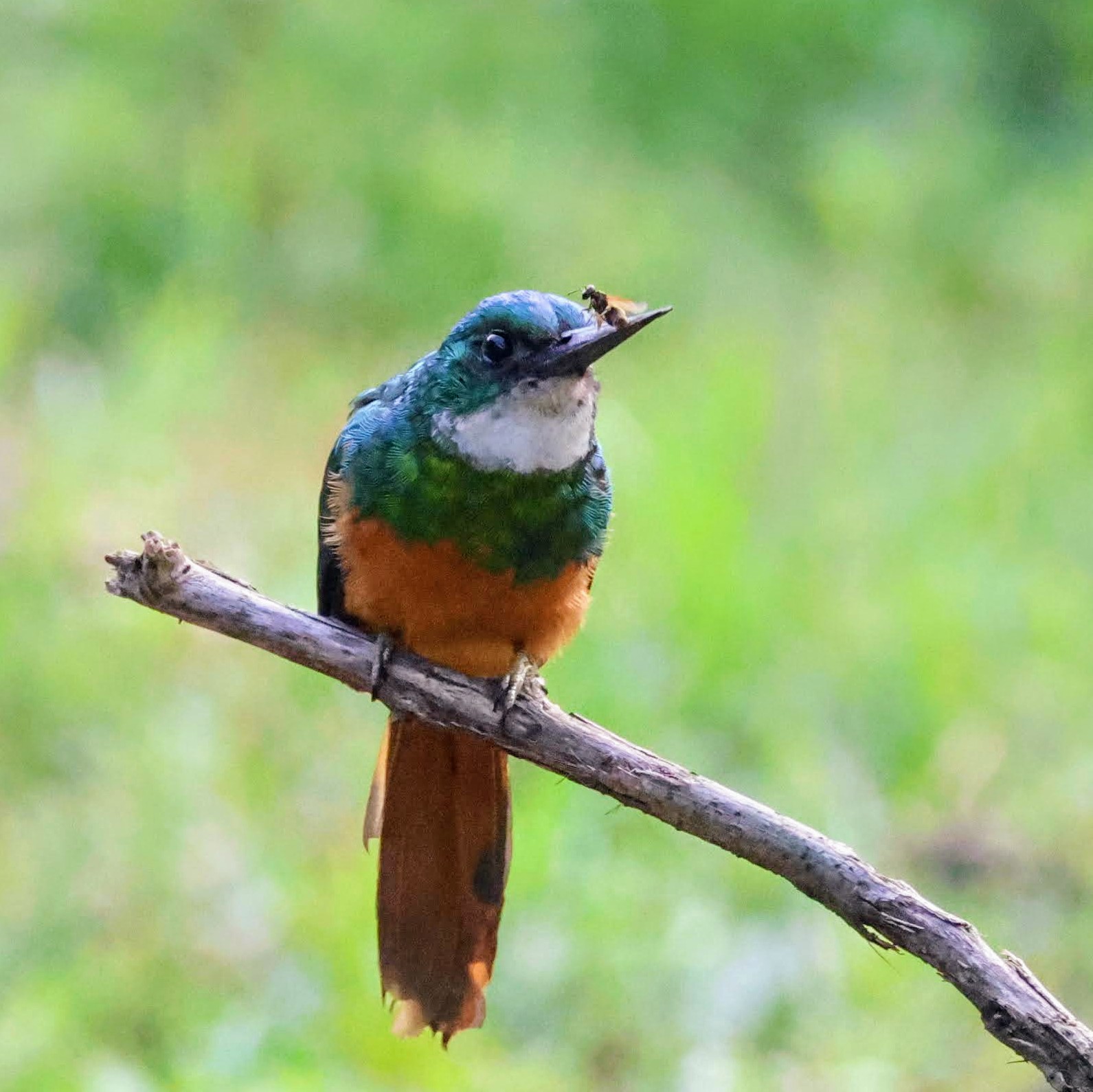 Ariramba-de-cauda-ruiva