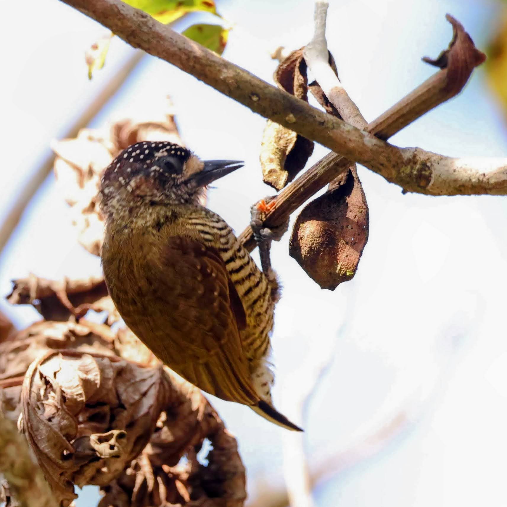 Picapauzinho-de-pernambuco