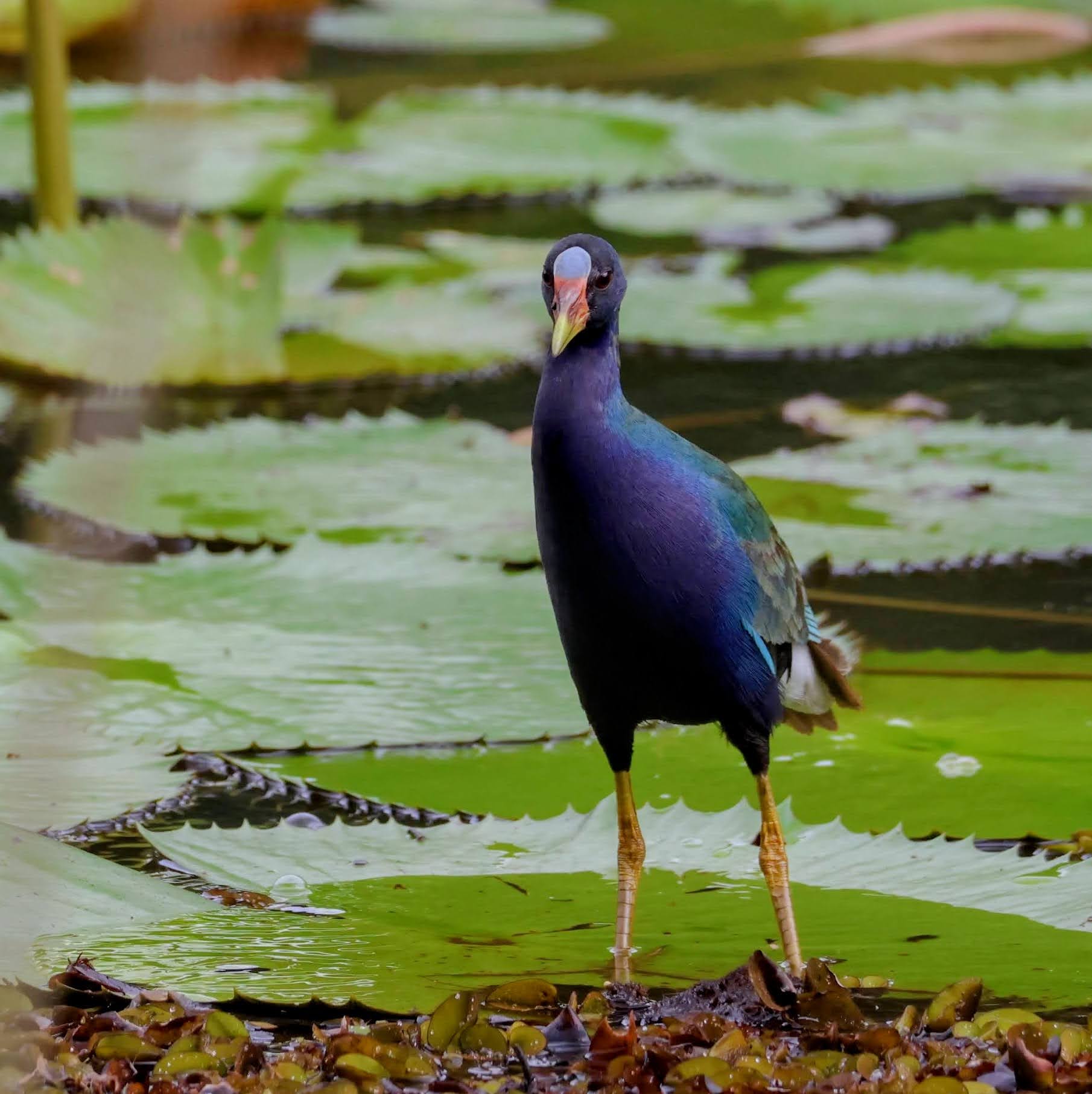 Frango-d'água-azul