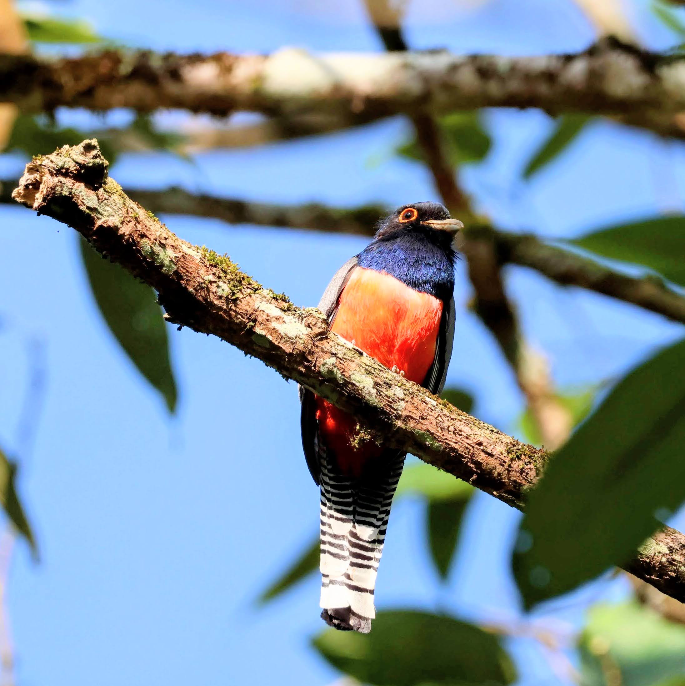 Surucuá-de-barriga-vermelha