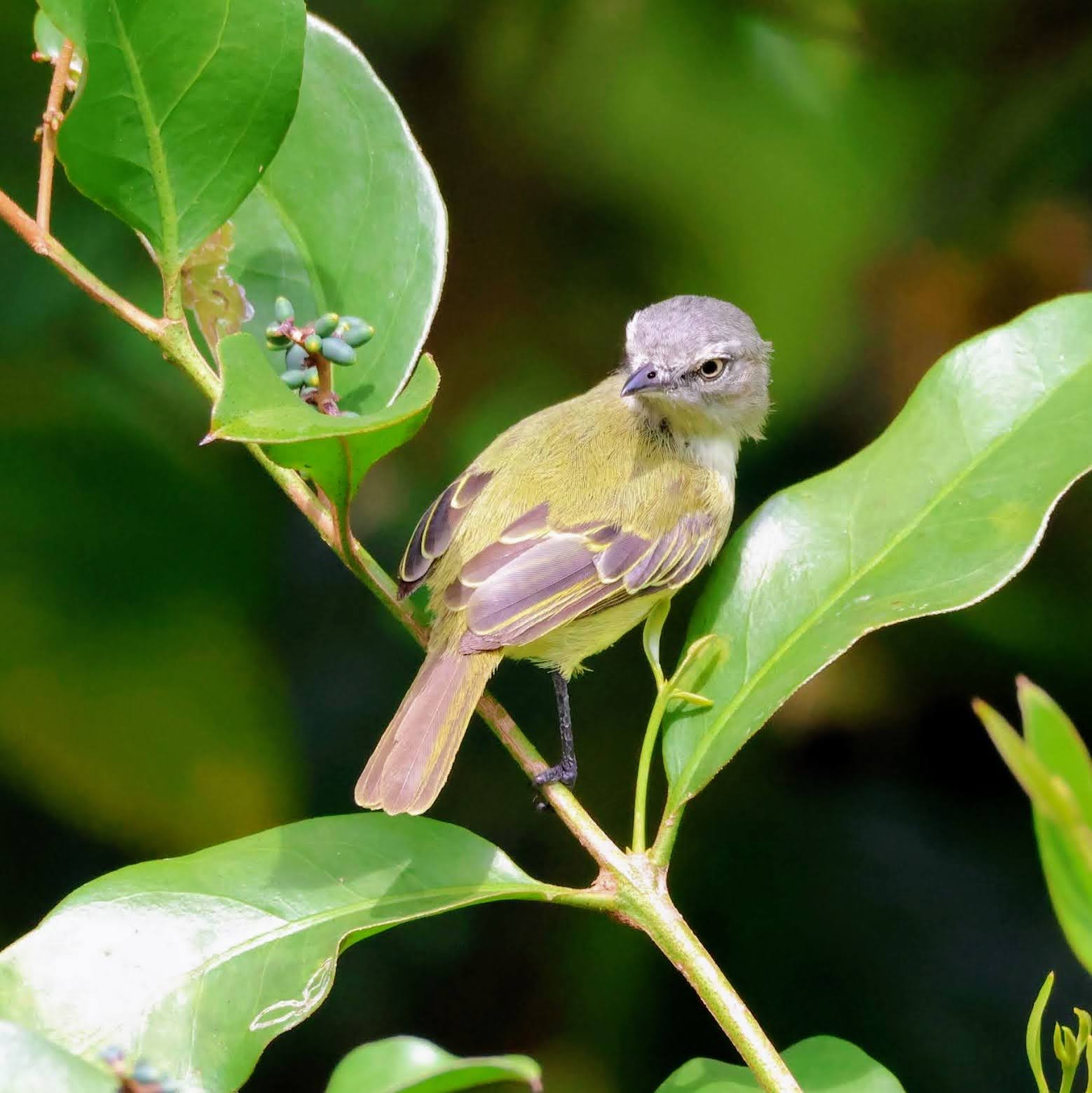 Poaieiro-da-guiana