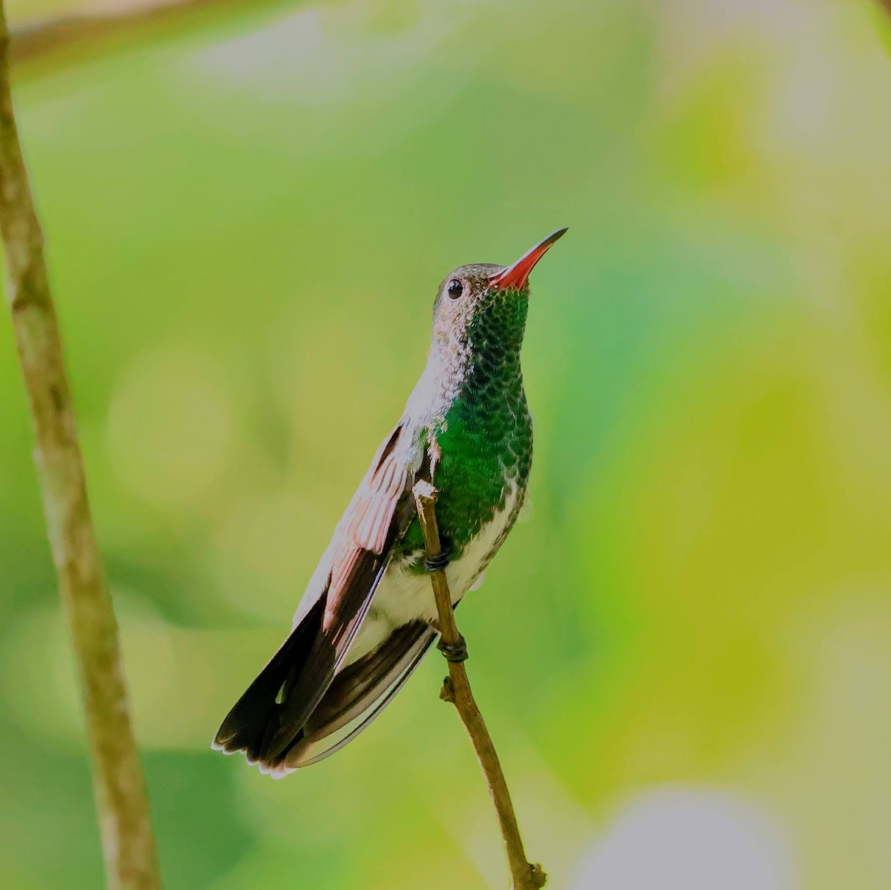 Beija-flor-de-garganta-verde