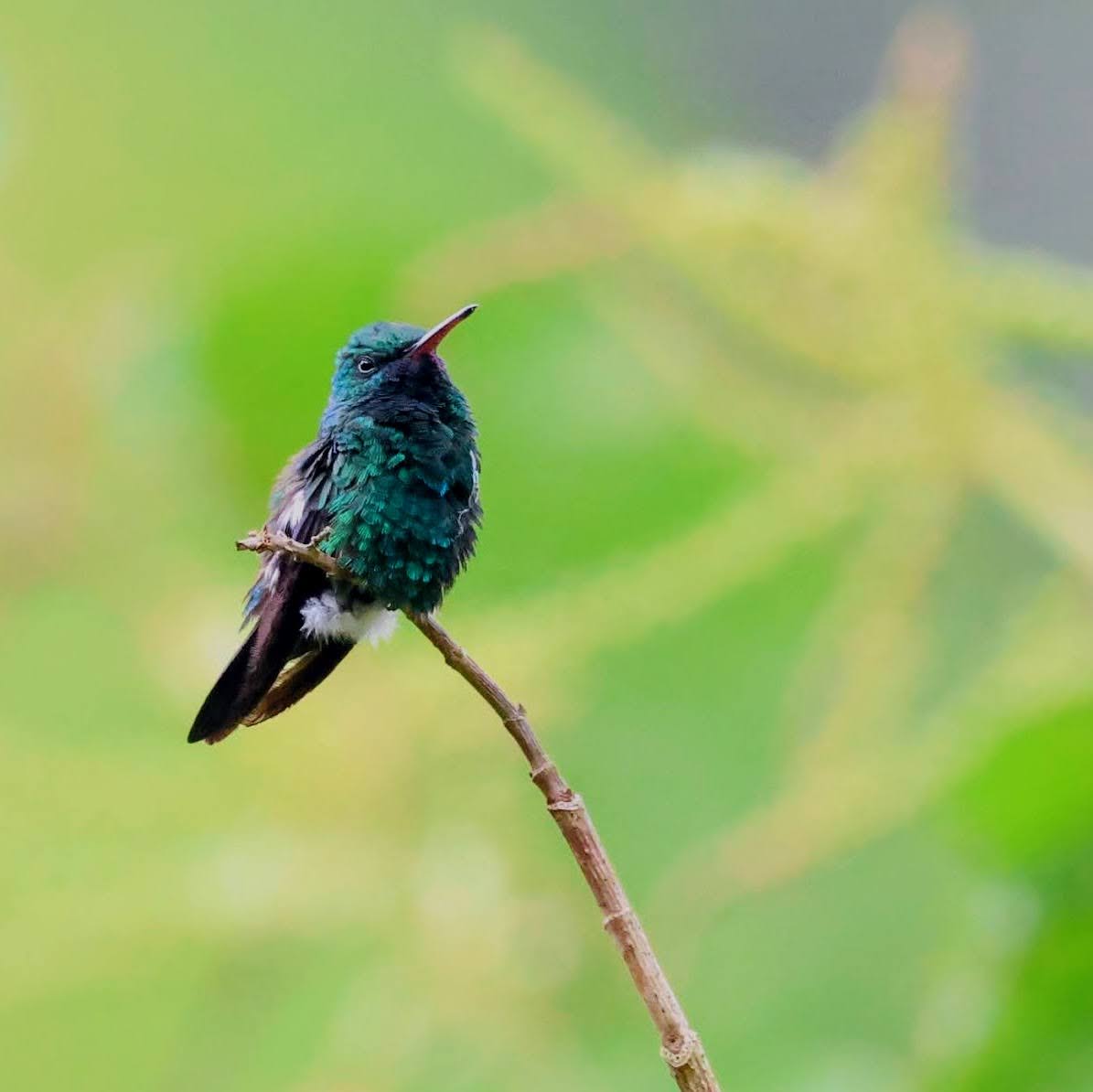 Beija-flor-de-garganta-azul