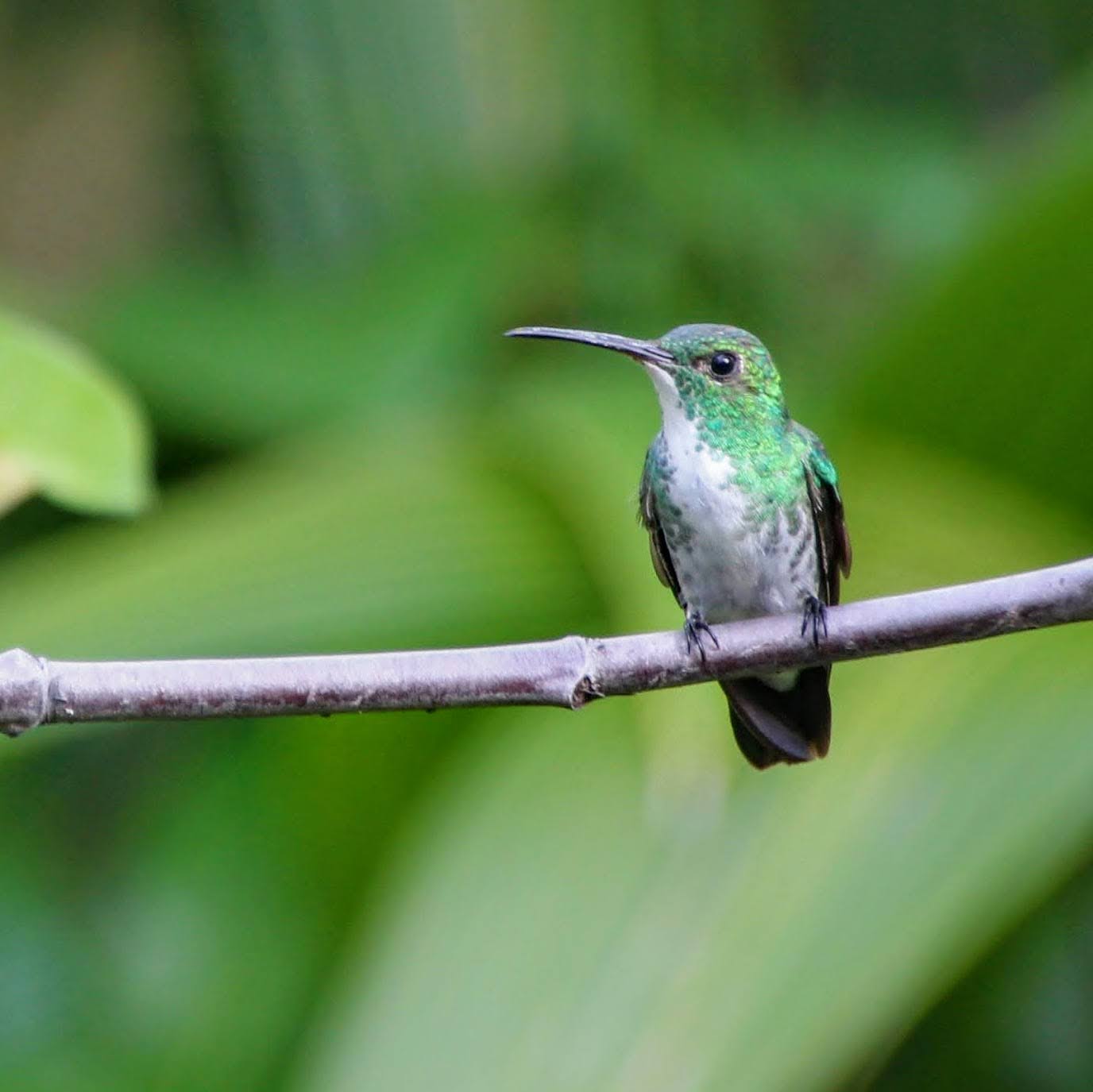 Beija-flor-de-barriga-branca