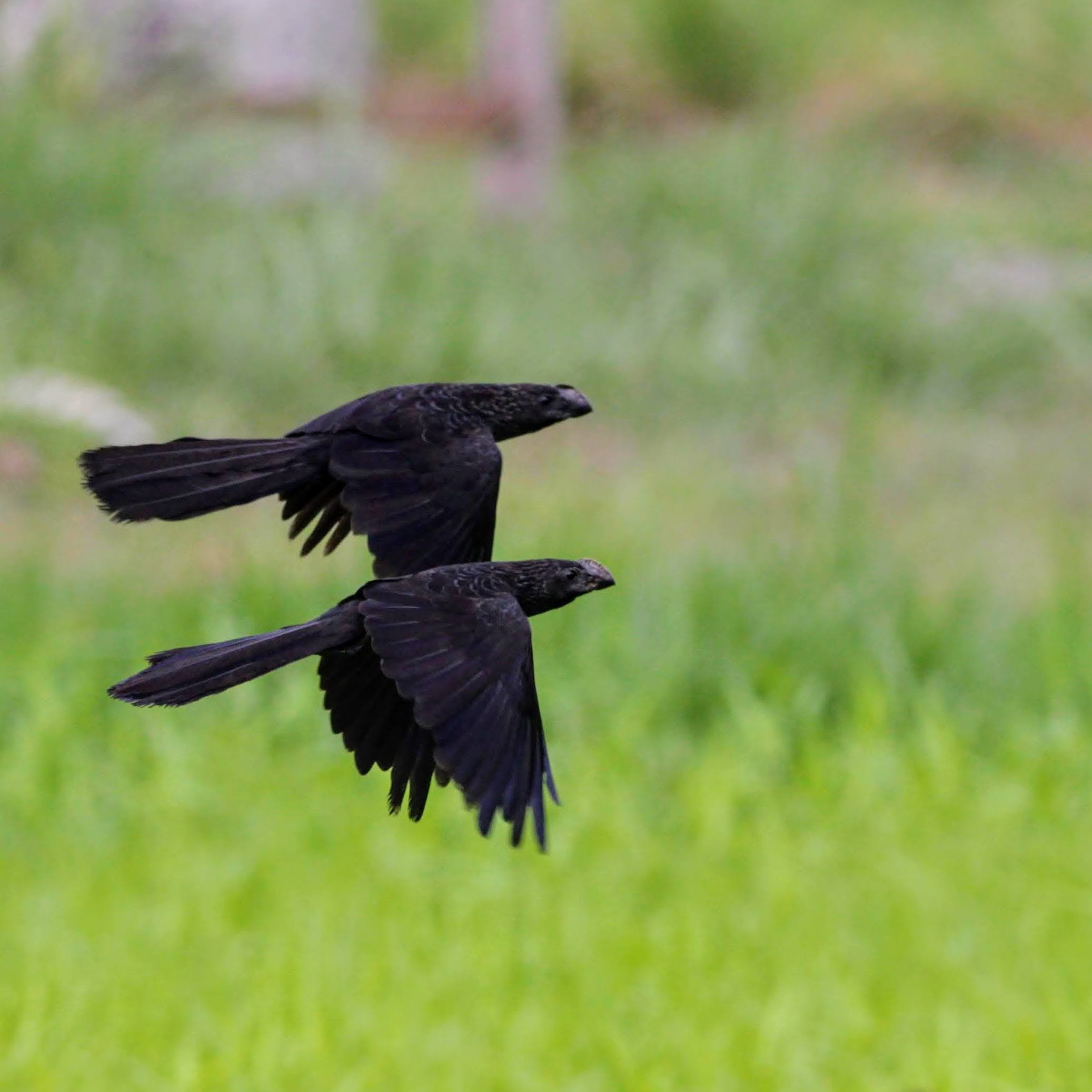 Anu-preto
