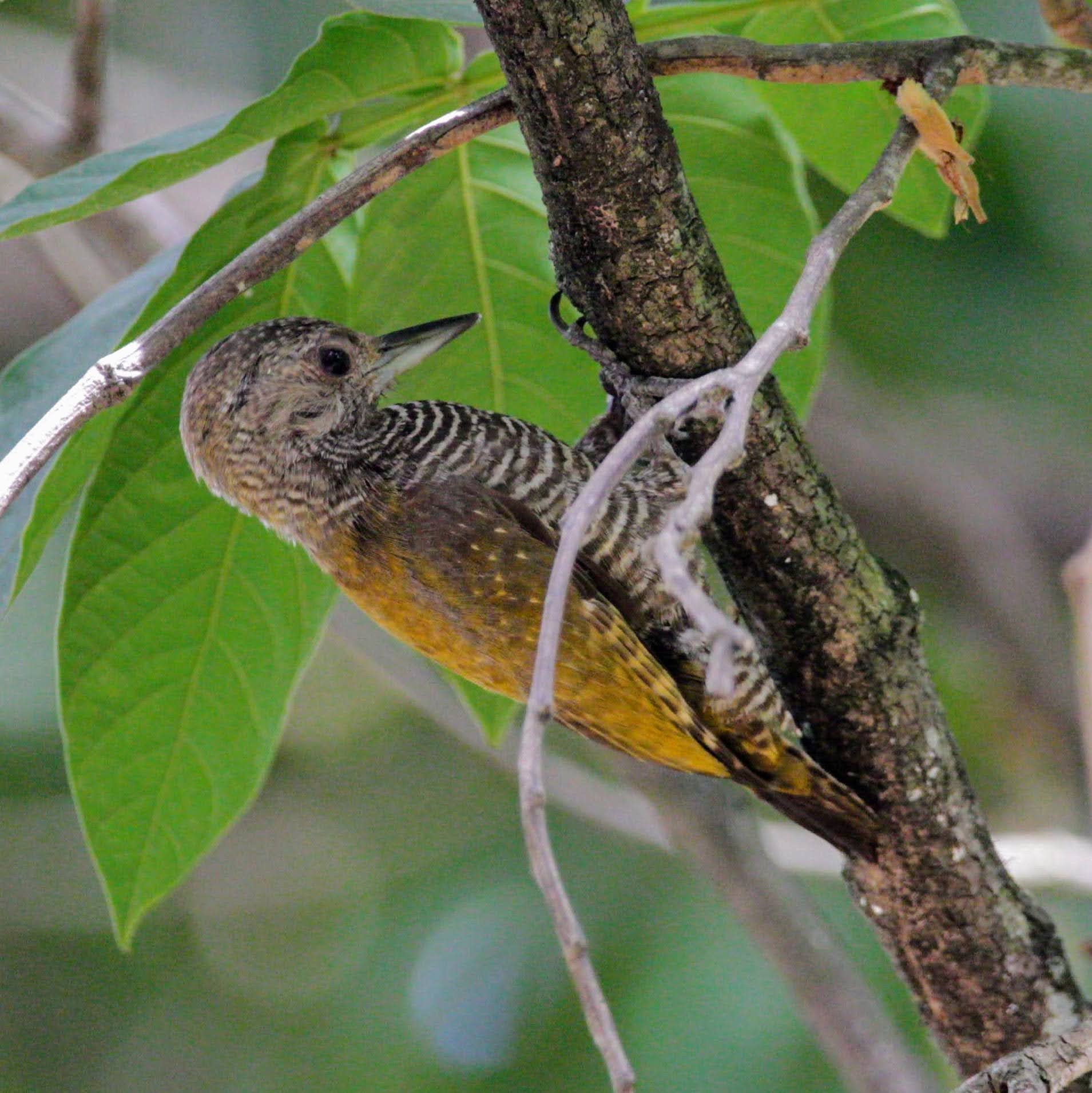 Pica-pau-pequeno