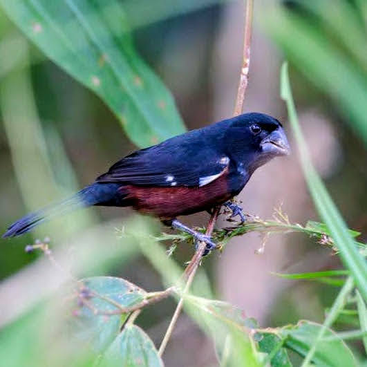 Curió